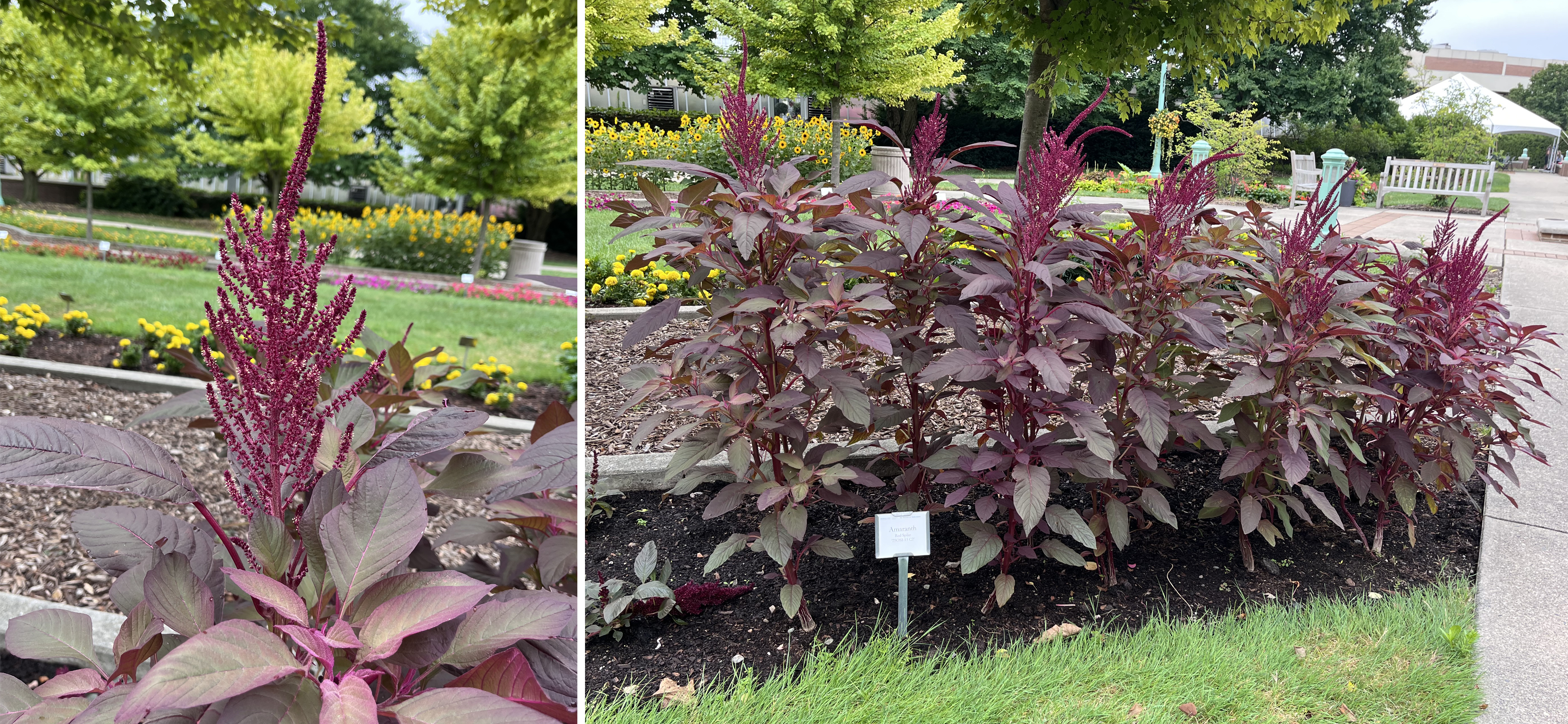 Two views of ornamental amaranth. Left: A close-up of tall magenta flower spikes rising above burgundy foliage. Right: A landscape bed with multiple amaranth plants, their upright plumes contrasting with surrounding yellow marigolds and other flowers.